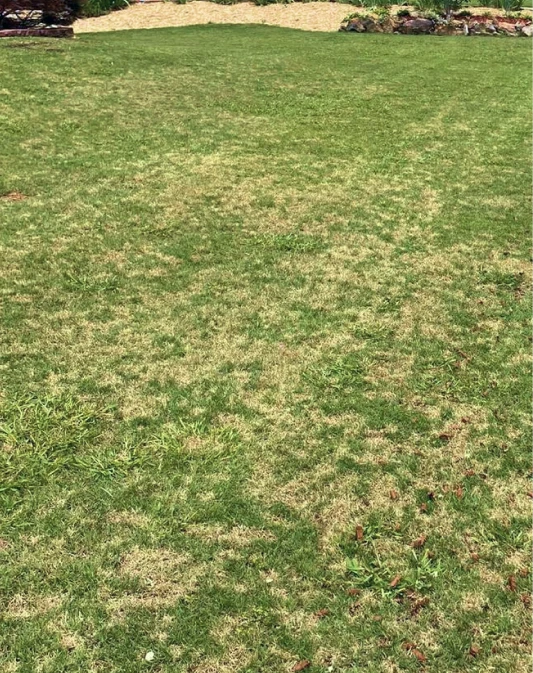 Lawn Aeration 1(2)