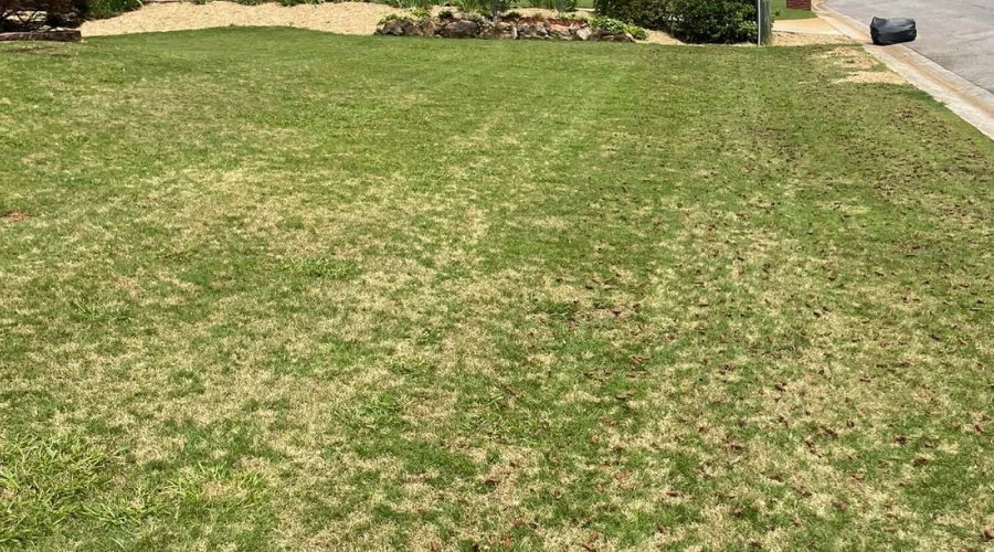 Lawn Aeration 2 Lawn Aeration 2
